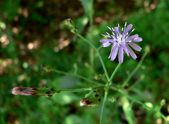 {Lactuca floridana}